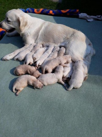 Golden Retriever s PP - Zlatý Retriever s PP