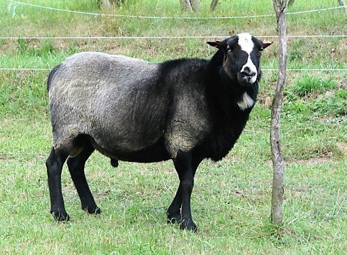 Romanovský plemenný baran