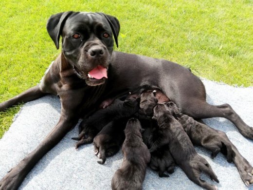 CANE CORSO ITALIANO /SK/AT/
