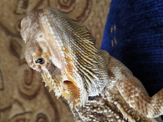 Agama bradatá