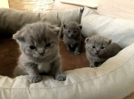 mačiatok British Shorthair