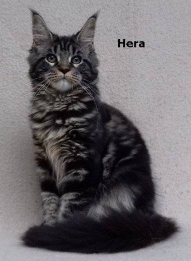 Luxusní Maine Coon kočičky s PP