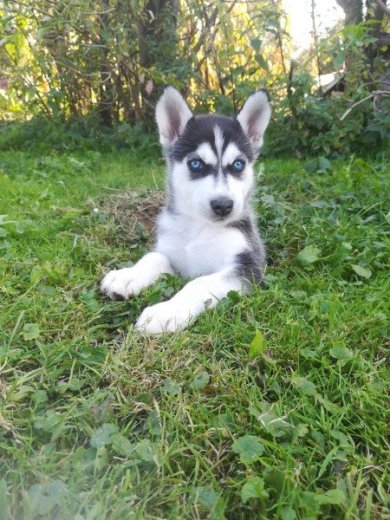 Sibirsky Husky