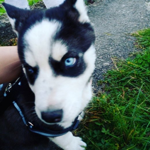 Sibírsky husky