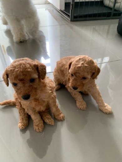 hračka Poodle šteniatka