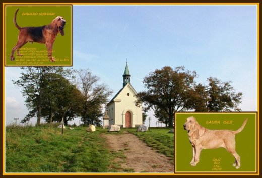 BLOODHOUND
