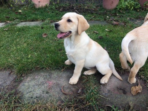 Labrador s Preukazom pôvodu
