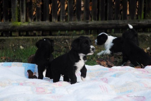 Šteniatko Tibetan terrier s PP