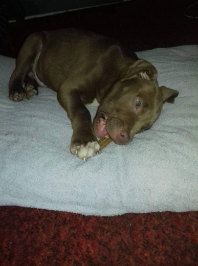 Šteniatko pitbull