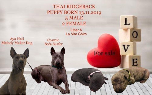 Thajský ridgeback