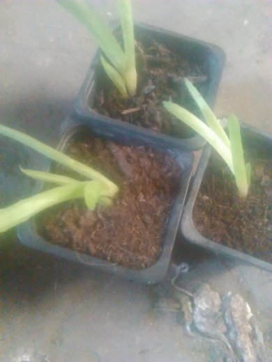 Predám aloe vera