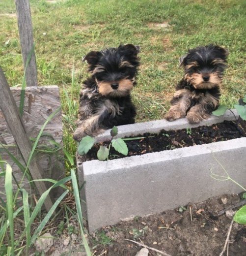 YORKSHIRE TERRIER s PP