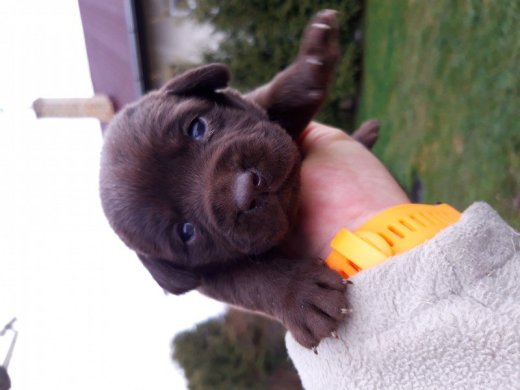 Labrador hnedý