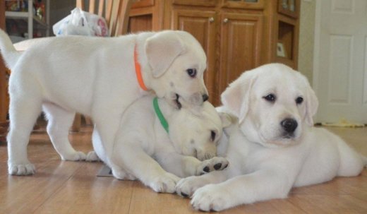 Šteniatka Labradora