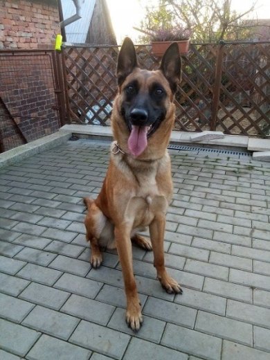 Belgický ovčiak malinois