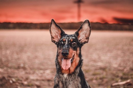 Súrne hľadám nový domov pre mladú beauceronku