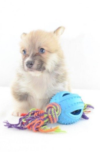 Welsh Corgi Pembroke