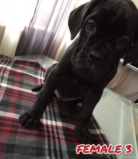 Cane Corso