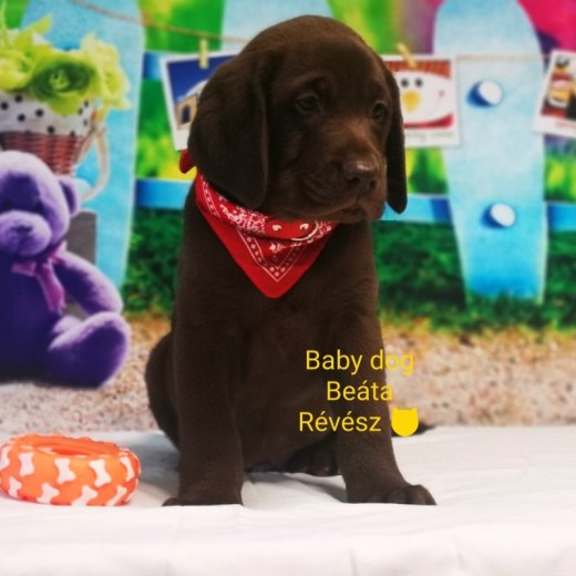 Labrador Schoko
