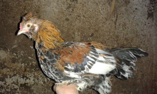 Zakrslá chocholato-papučatá hydina - liliputi