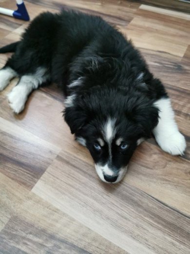 Sibírsky husky