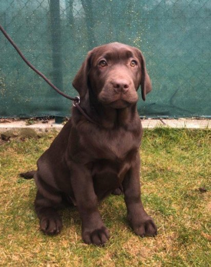 Labradorský retriever s PP