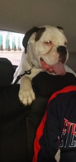 Nemecký boxer