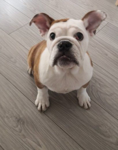 Anglický buldog