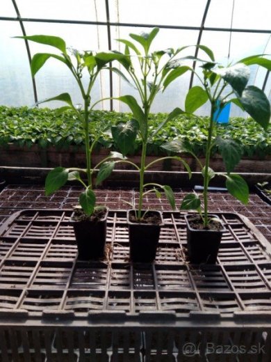Planty, Priesady