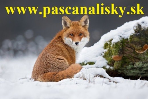 predam pascu na lisky