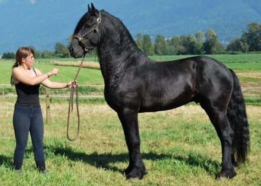 Quarter horse QH