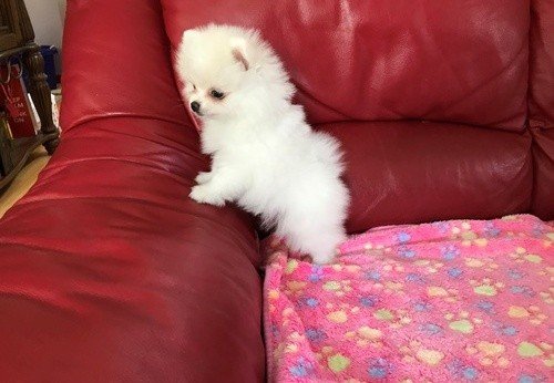 Tea cup pomeranian