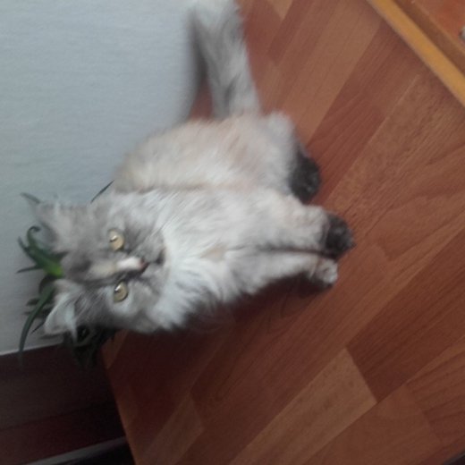 Perska macka