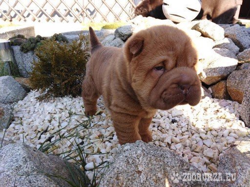 Shar pei Šteniatko