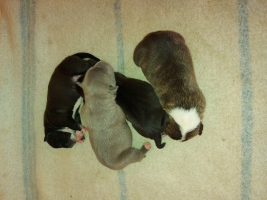 American bully xl
