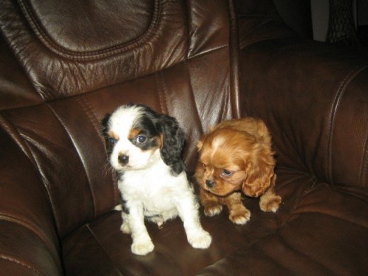 Cavalier charles king spaniel