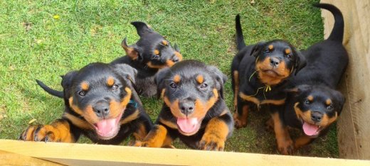 Rottweiler