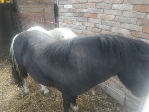 Pony zrebec