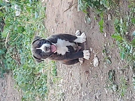 American bully