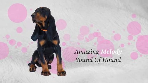 Šteniatka Black and Tan Coonhound
