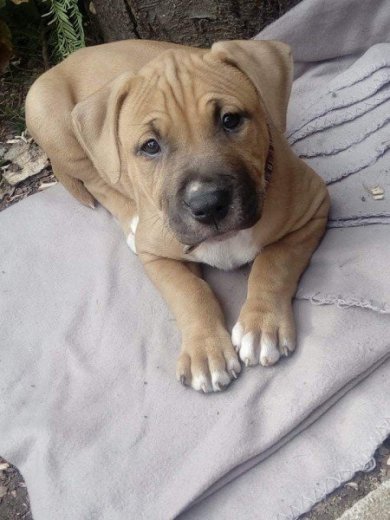 šteniatko amerického pitbulteriéra
