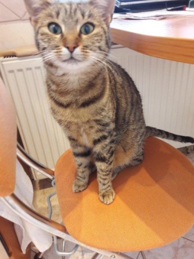 Darujem mačku