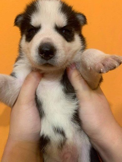 Sibírsky husky