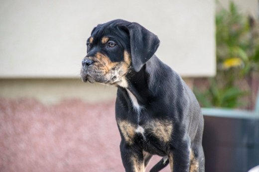 Catahoula-Louisianský leopardí pes šteniatka
