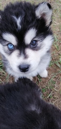 Sibírsky husky
