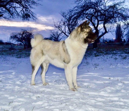 Americká akita
