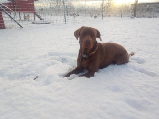 Labrador na krytie