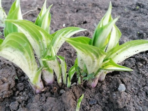 Rastliny, Hosta