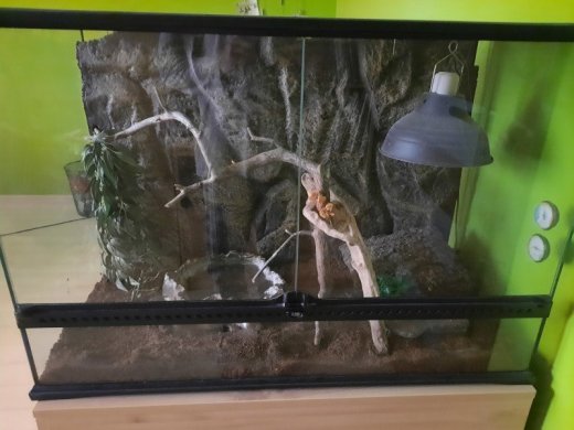 predám terárium aj s koralovkou