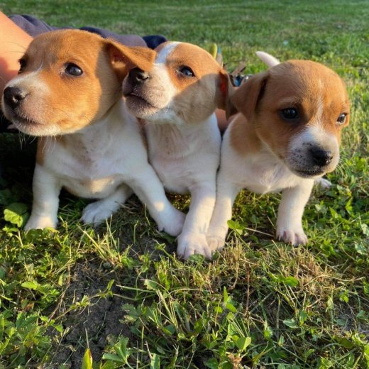 Jack russel terier